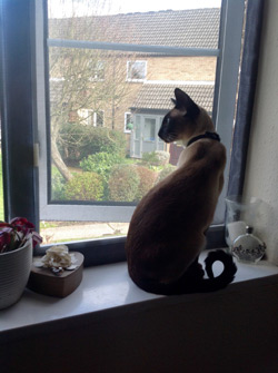 Cat window protection Bracknell